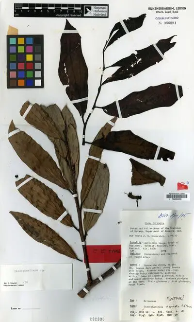 Dimorphanthera inopinata P.F.Stevens — تصویر رکورد یوروپیانا