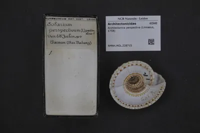 Architectonica perspectiva (Linnaeus, 1758) — تصویر رکورد یوروپیانا