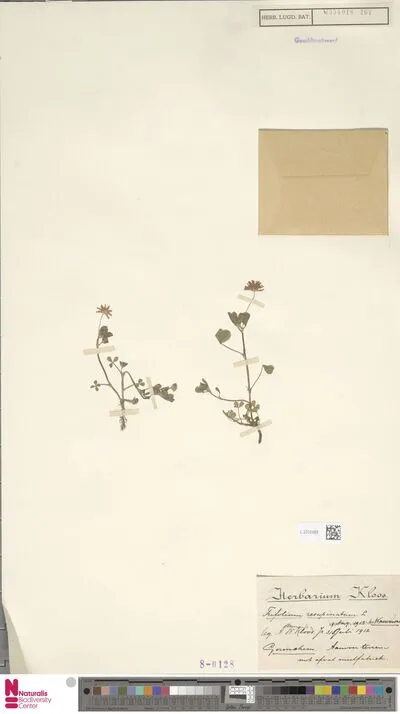 Trifolium resupinatum L. — تصویر رکورد یوروپیانا
