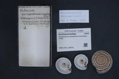 Architectonica perspectiva (Linnaeus, 1758) — تصویر رکورد یوروپیانا