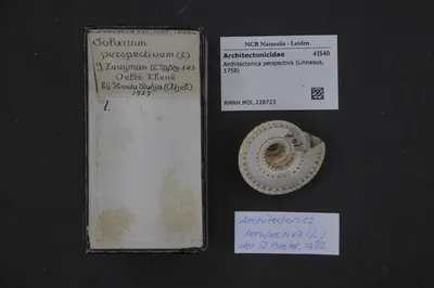 Architectonica perspectiva (Linnaeus, 1758) — تصویر رکورد یوروپیانا
