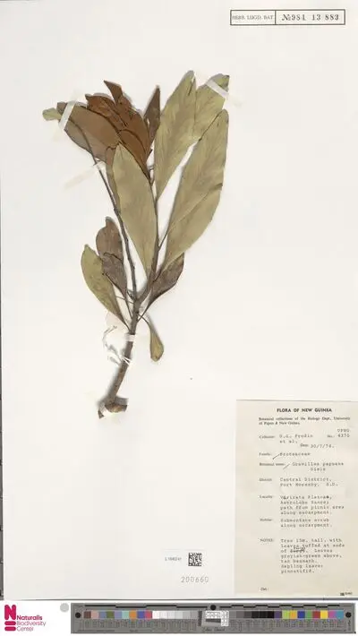 Grevillea papuana Diels — تصویر رکورد یوروپیانا