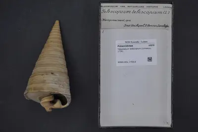 Telescopium telescopium (Linnaeus, 1758) — تصویر رکورد یوروپیانا
