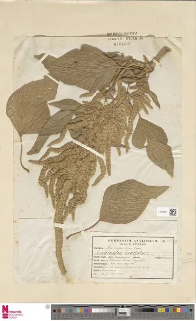Amaranthus caudatus L. — تصویر رکورد یوروپیانا