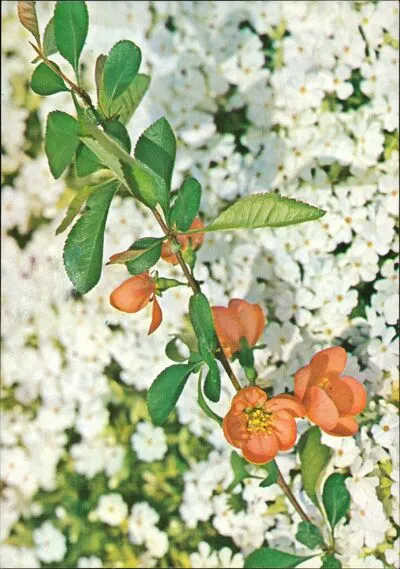 Floare de gutui japonez roșu — تصویر رکورد یوروپیانا