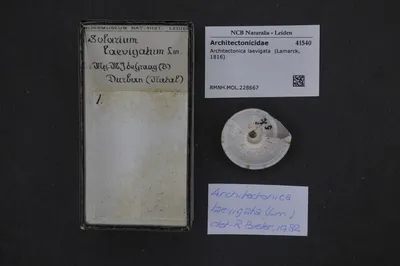 Architectonica laevigata (Lamarck, 1816) — تصویر رکورد یوروپیانا