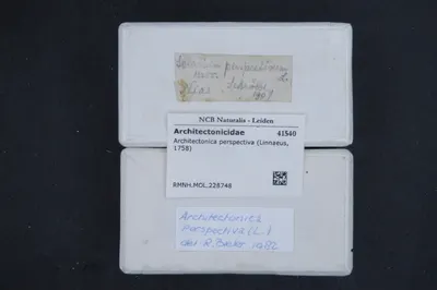 Architectonica perspectiva (Linnaeus, 1758) — تصویر رکورد یوروپیانا