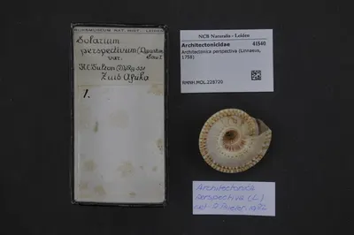 Architectonica perspectiva (Linnaeus, 1758) — تصویر رکورد یوروپیانا