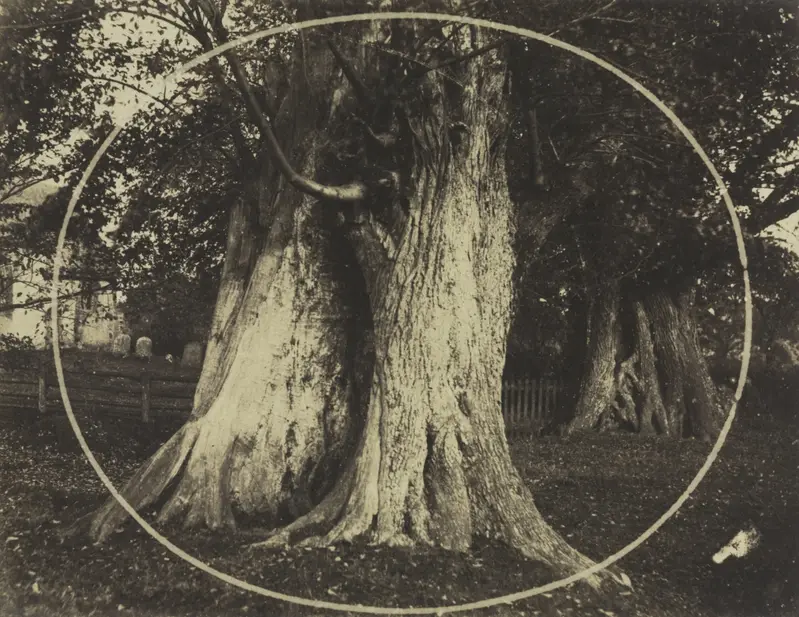 Oak Trees in a Graveyard — تصویر رکورد موزهٔ هنر کلیولند (دسترسی آزاد)