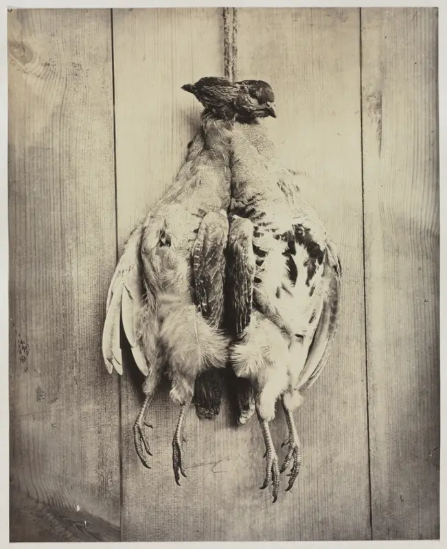 Partridges (recto) — تصویر رکورد موزهٔ هنر کلیولند (دسترسی آزاد)