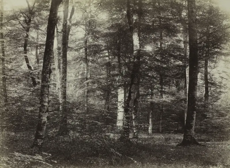Untitled (The Forest of Fontainebleau) — تصویر رکورد موزهٔ هنر کلیولند (دسترسی آزاد)