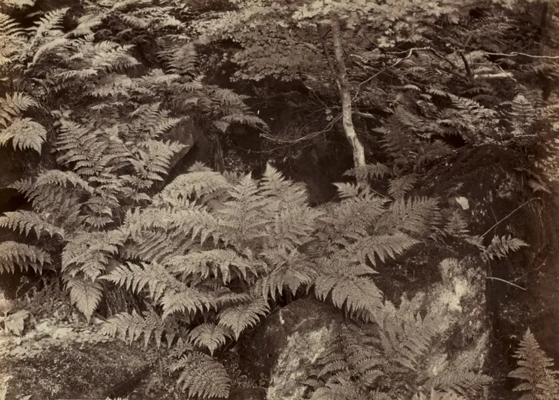 Untitled (Fern Study) — تصویر رکورد موزهٔ هنر کلیولند (دسترسی آزاد)