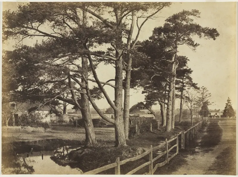 Scotch Firs, Hawkhurst — تصویر رکورد موزهٔ هنر کلیولند (دسترسی آزاد)