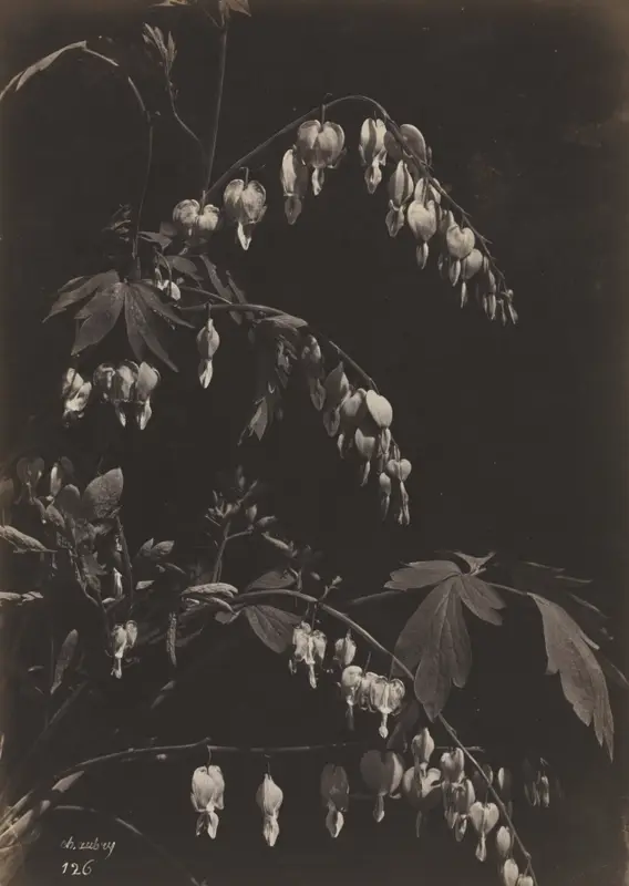 Floral Still Life (Bleeding Hearts) — تصویر رکورد موزهٔ هنر کلیولند (دسترسی آزاد)