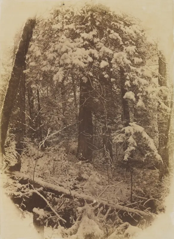 Untitled (Woods in Snow) — تصویر رکورد موزهٔ هنر کلیولند (دسترسی آزاد)