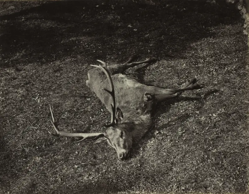 The Royal Stag — تصویر رکورد موزهٔ هنر کلیولند (دسترسی آزاد)