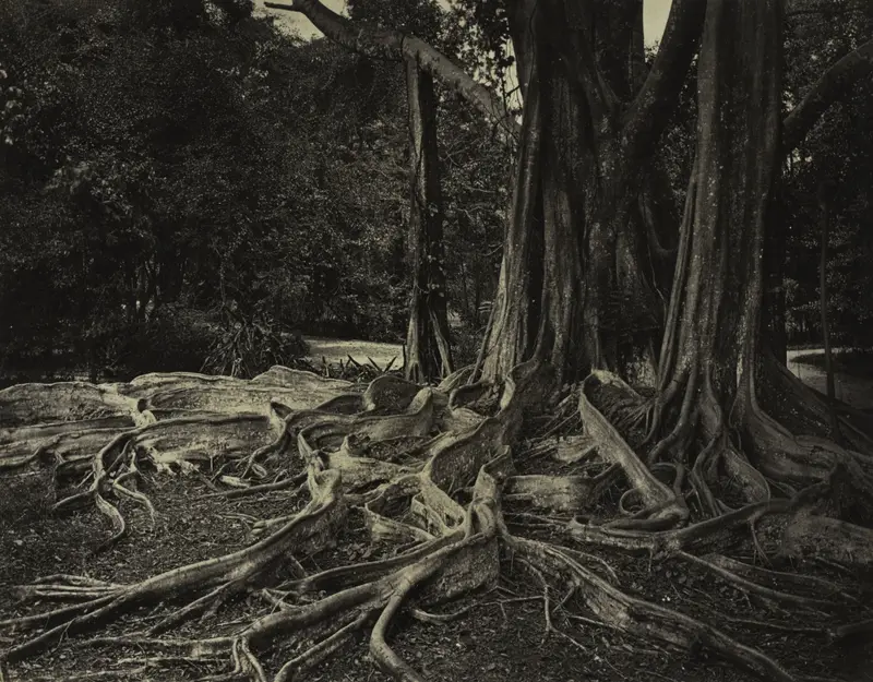Rubber Tree, Assam, India (Ficus Elastica) — تصویر رکورد موزهٔ هنر کلیولند (دسترسی آزاد)