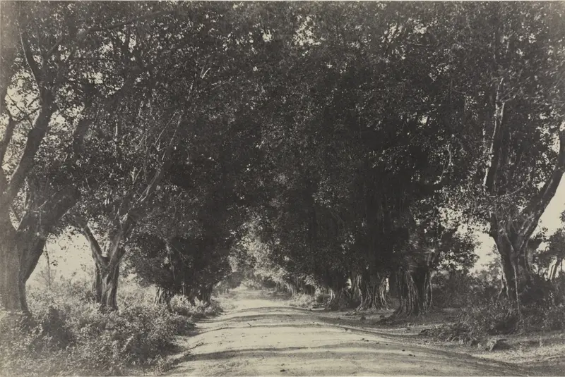 Avenue of the Banian Trees, Seringham, India — تصویر رکورد موزهٔ هنر کلیولند (دسترسی آزاد)