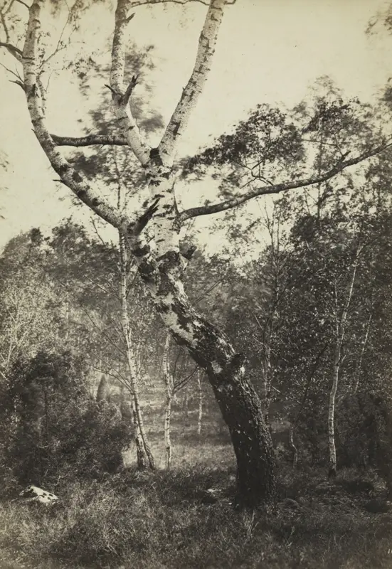 Study of a Birch Tree, Barbizon — تصویر رکورد موزهٔ هنر کلیولند (دسترسی آزاد)