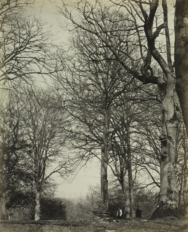 Queen Adelaide's Beech — تصویر رکورد موزهٔ هنر کلیولند (دسترسی آزاد)