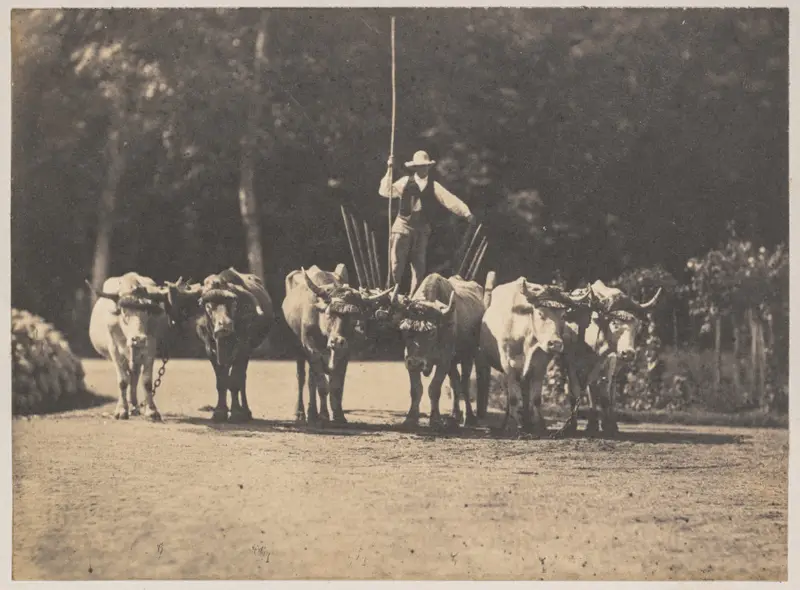 Six Oxen Team with their Driver — تصویر رکورد موزهٔ هنر کلیولند (دسترسی آزاد)