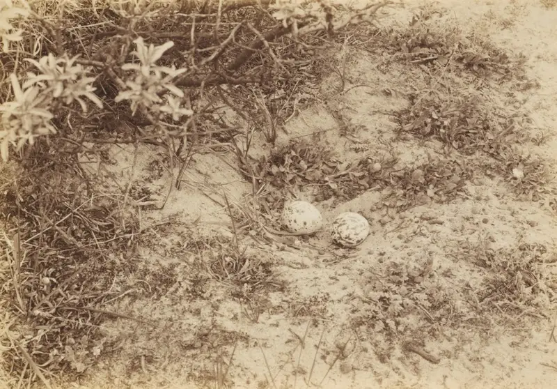 Eggs of a Stone-curlew or Plover — تصویر رکورد موزهٔ هنر کلیولند (دسترسی آزاد)