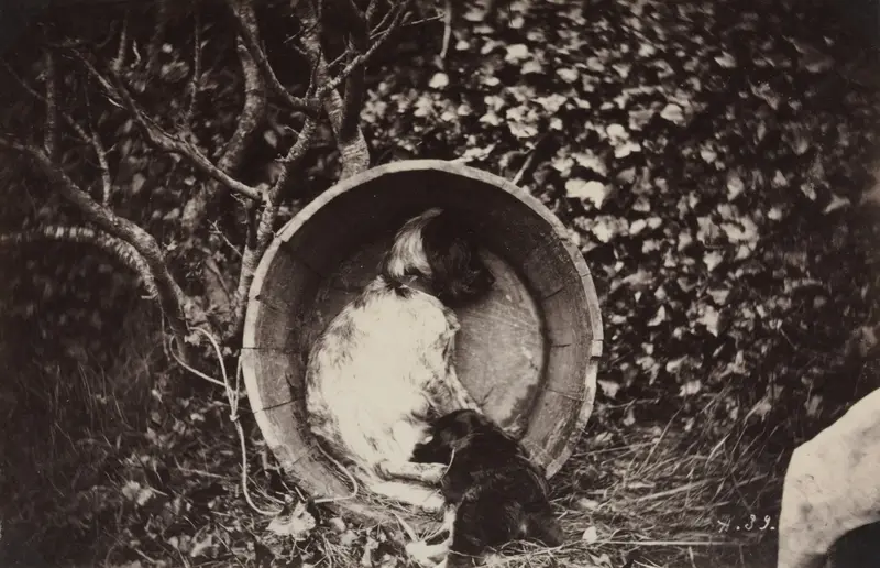 Dog and Puppy in Barrel — تصویر رکورد موزهٔ هنر کلیولند (دسترسی آزاد)