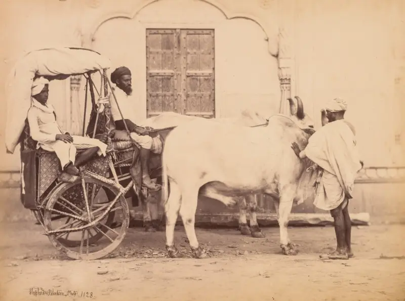 Bullock Cart, Delhi — تصویر رکورد موزهٔ هنر کلیولند (دسترسی آزاد)