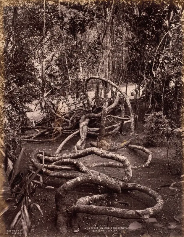 A Creeper in the Peradeniya Gardens, Ceylon — تصویر رکورد موزهٔ هنر کلیولند (دسترسی آزاد)