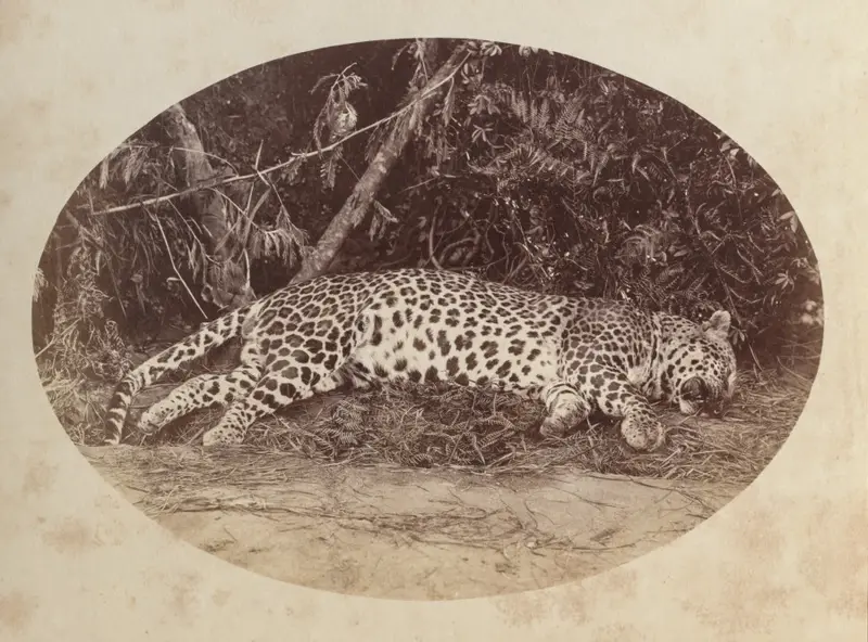 Dead Leopard — تصویر رکورد موزهٔ هنر کلیولند (دسترسی آزاد)