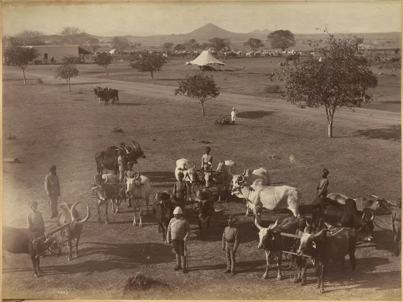 Bullocks of Elephant Battery, Jhansi — تصویر رکورد موزهٔ هنر کلیولند (دسترسی آزاد)