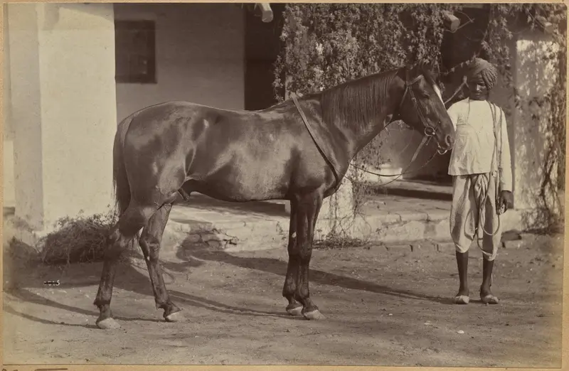 Captain Bailward's horses (recto, bottom) — تصویر رکورد موزهٔ هنر کلیولند (دسترسی آزاد)