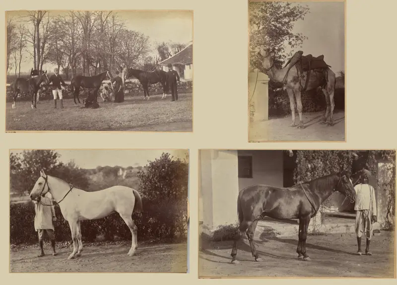 Captain Brown's horses, Jhansi (recto, top); Captain Bailward's horses (recto, bottom); Captain Bailward's camel (verso, left); Captain Bailward's horse, Jhanso (verso, right) — تصویر رکورد موزهٔ هنر کلیولند (دسترسی آزاد)