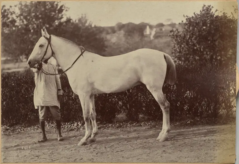 Captain Bailward's horse, Jhansi (verso, right) — تصویر رکورد موزهٔ هنر کلیولند (دسترسی آزاد)
