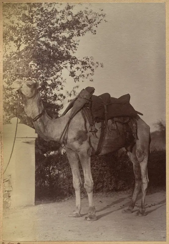 Captain Bailward's camel (verso, left) — تصویر رکورد موزهٔ هنر کلیولند (دسترسی آزاد)