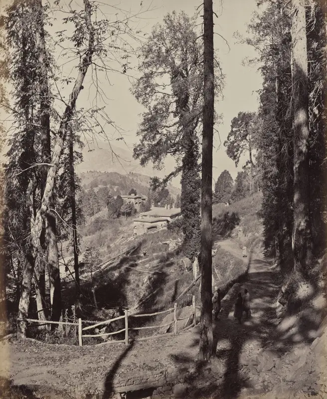 Murree. A Hill Station in the Himmalayahs, View Through the Forest — تصویر رکورد موزهٔ هنر کلیولند (دسترسی آزاد)