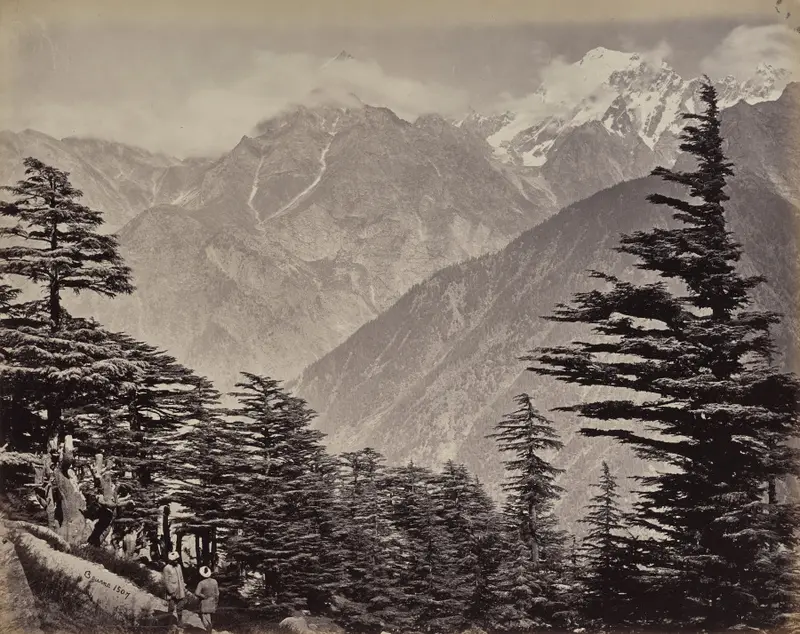 The Upper Himmalayahs. View Near China Mountains. Deoders in the Foreground — تصویر رکورد موزهٔ هنر کلیولند (دسترسی آزاد)
