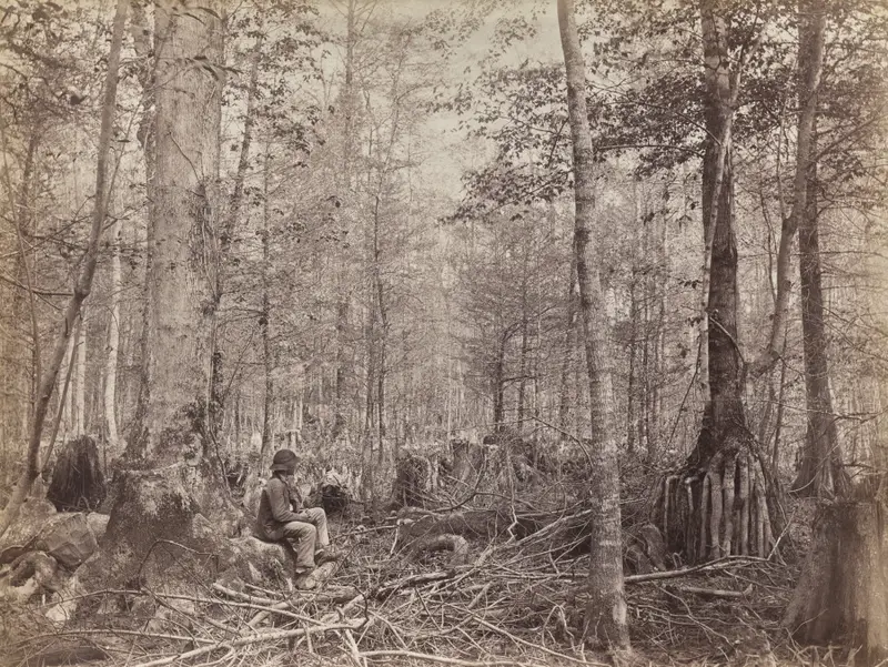 Great Dismal Swamp, Virginia — تصویر رکورد موزهٔ هنر کلیولند (دسترسی آزاد)