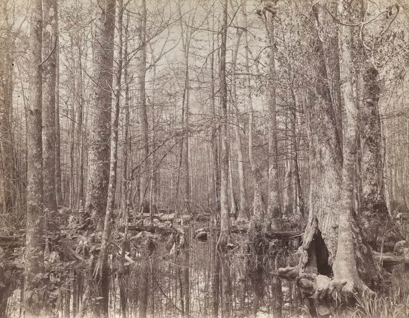 Great Dismal Swamp, Virginia — تصویر رکورد موزهٔ هنر کلیولند (دسترسی آزاد)