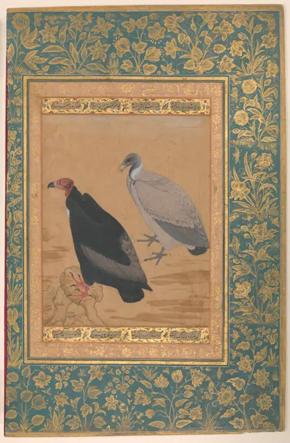 "Red-Headed Vulture and Long-Billed Vulture", Folio from the Shah Jahan Album — تصویر رکورد موزهٔ متروپولیتن (دسترسی آزاد)