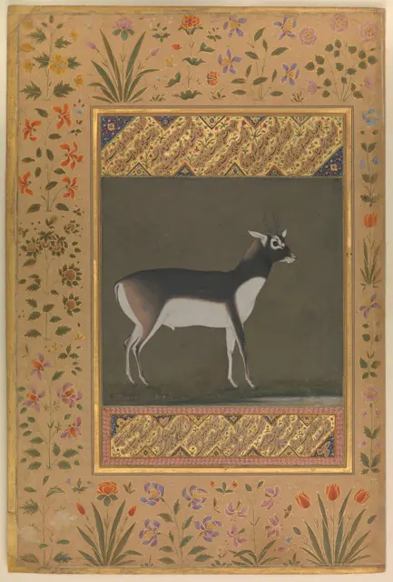 "Black Buck", Folio from the Shah Jahan Album — تصویر رکورد موزهٔ متروپولیتن (دسترسی آزاد)