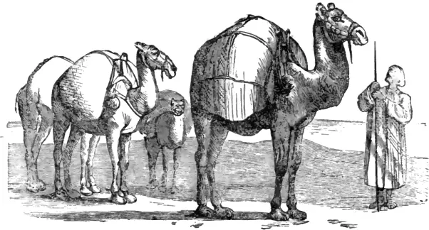 The Camel and the Arab — تصویر رکورد ویکی‌داده