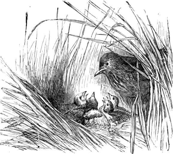 The Lark and Her Young Ones — تصویر رکورد ویکی‌داده