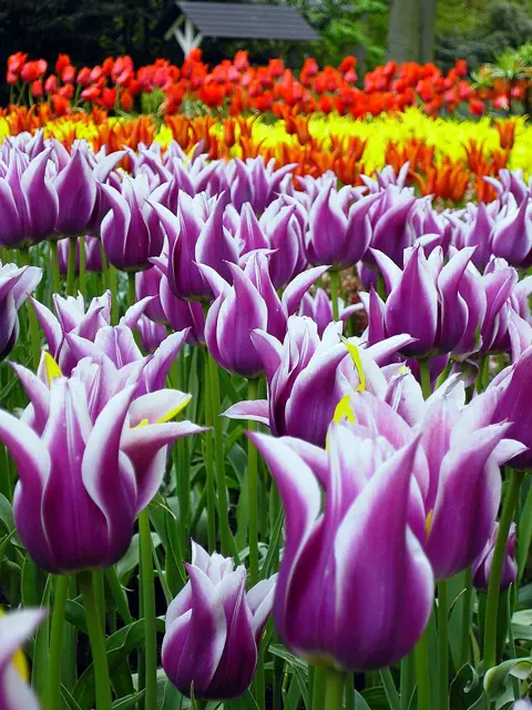 Tulips from Amsterdam — تصویر رکورد ویکی‌داده