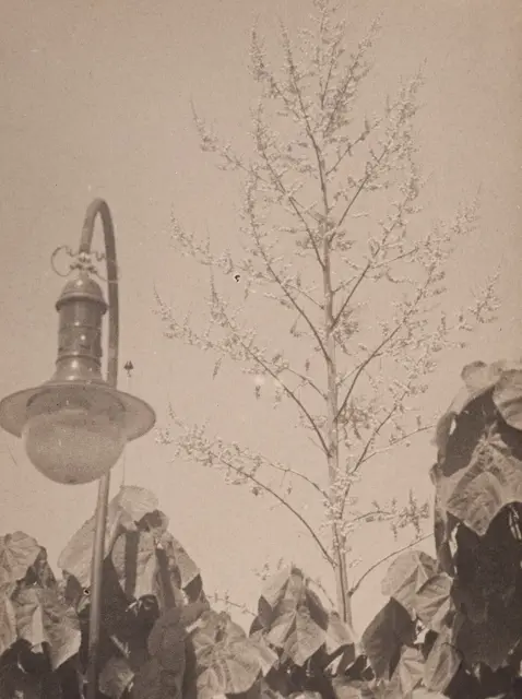 St. Amaro — تصویر رکورد ویکیداده