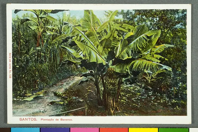 Santos. Plantação de Bananas — تصویر رکورد ویکیداده