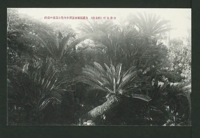 Cycas revoluta beloved by Hideyoshi at Kōtaku-ji temple in Karatsu — تصویر رکورد ویکیداده