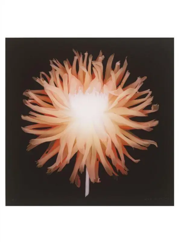 Photograph: Dahlia # 120 — تصویر رکورد موزهٔ ویکتوریا و آلبرت